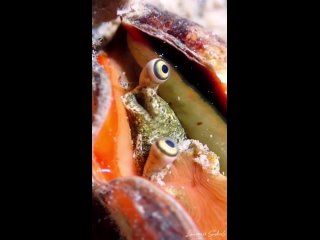 strawberry conch (conomurex luhuanus) by lawrence scheele